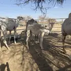 بكره وناقتين القحات للبيع