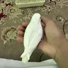 فرخ روز البينو عيون حمرا