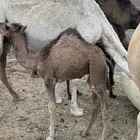 حاشي على الحليب