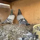 جوز زاجل سباق منتج