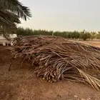 خوص عسيب سعف جريد نخل