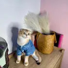 قطو سكوتش فولد للبيع مستوى بطل