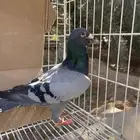 زاجل بلجيكي بيور تحته فروخ