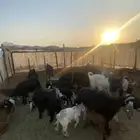 معززا
