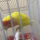 انثى روز تم البيع