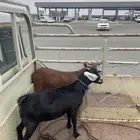 تيسين مخصاه للبيع