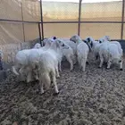 خرفان ورخال