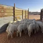 ذبايح حري بري ذبائح يوجد خدمة ذبح وتوصيل