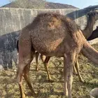 النخيل البرزة