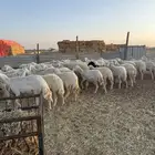 غنم حريات مراح