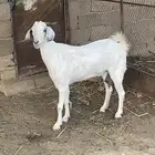 شاه بيشيه قامه وجرم حليب توها مضروبه