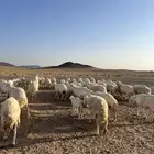 غنم مراح العدد 51 رأس