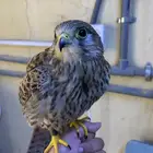 باشق للبيع مدرب