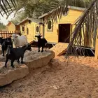 تيس فحل ابيض قزمي بيور ثني للبيع