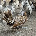 دجاج كويتي فاخر
