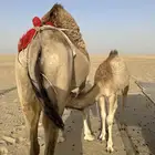 عمانيه خلفه منيح تم البيع خارج الموقع