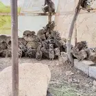 وبر