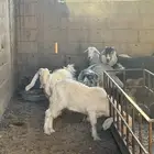 تيوس طيبات ومخاصي