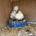 جوز نمش منتج شرط و الطيور طيبه بلحيل