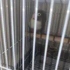 فيشر ذكر العمر سنه
