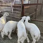 طليان وتيوس ذبائح نظيفه ع الشررط ( سلخ وتوصيل )