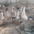 وز عراقي للبيع