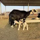نجديه صنف جبره