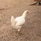 دجاج لوهمان عدد 3 دجاج وديك