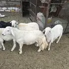 خرفان للبيع