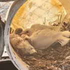 حمام منتج