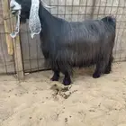 عرض بيع معزاء عوارض مواليد صنف وجررروم