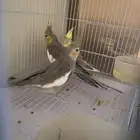 الرياض الشفاء
