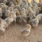 صوص دجاج العمر شهر واقل الصحه جيده بري