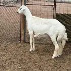 للبيع فحل صنف حري