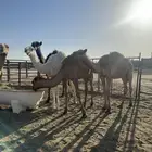 حشو طيبات للبيع