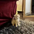 كتن سكوتش فولد ( تم البيع الله يبارك للجميع )