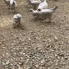 دجاج فيومي قولد ( بشاير )