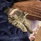 قطة للتبني في عمر 8 شهور