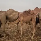 صامطة قريب من قرية الخضراء