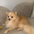 كلب بيروميان للبيع