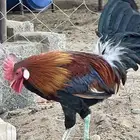 ديك عربي أصيل