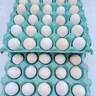 للبيع بيض فيومي للأكل