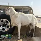 فحل حري