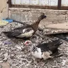 بط بح