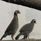 ذكر حجل عربي - قهابا - قهد
