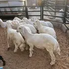 طليان حري بريه طيبه مره مقفله شحم وطرف
