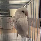 طير روز للبيع