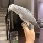 ببغاء كاسكو
