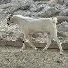 فحول بيشيه صنف العمر 8 اشهر