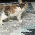 قطط شي